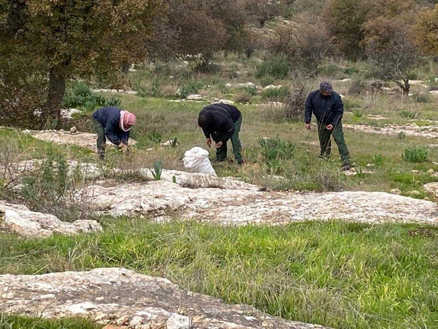 The Royal Society for the Conservation of Nature announced plans to plant 120,000 seeds of deciduous oak trees in Yarmouk Forest Reserve (Petra photo)