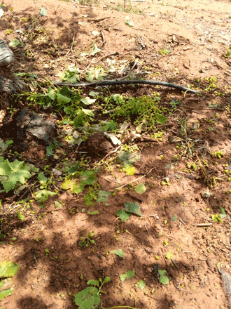 Farmers reported extensive damages following the unseasonal heavy rainfall accompanied by hail on Monday (Photo courtesy of Mahmoud Oran)