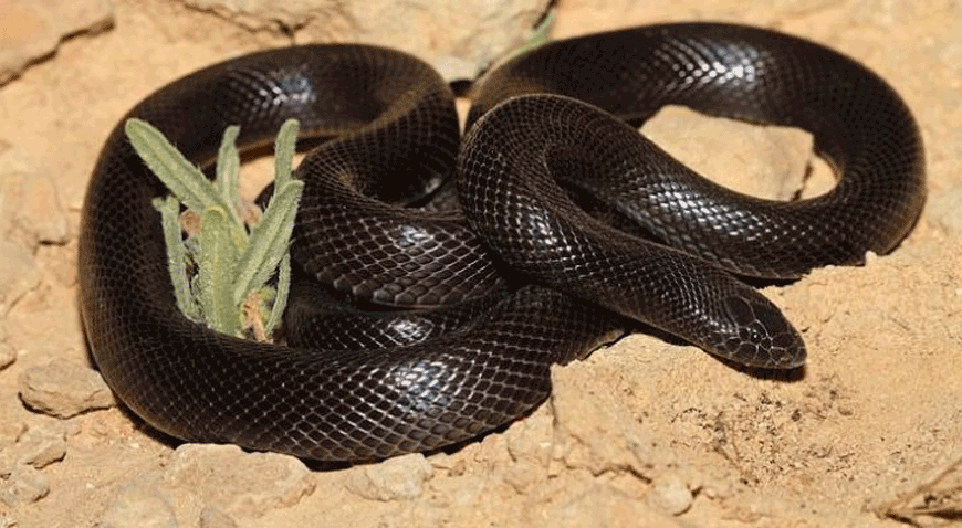 The extremely venomous Atractaspis engaddensis snake, which is indigenous to Jordan  (Photo courtesy of Ibrahim Bani Yasin)