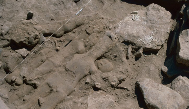 The upper layer of the cache of plaster human statues and busts at Ain Ghazal, a site near Marka Shamalia (Photo courtesy of ACOR)