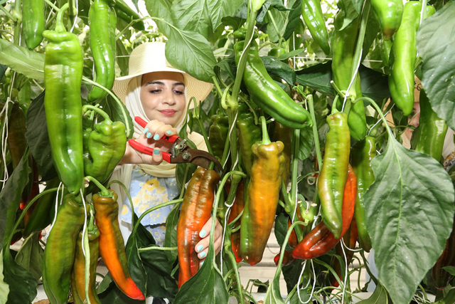 The Sahara Forest Project’s  ‘She Grows’ programme aims to empower women and increase employment opportunities by focusing on the skills required in the labour market (Photo courtesy of SFP)