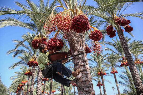 In this file photo taken on September 24, 2019, a Palestinian farmer picks dates from a palm tree during harvest in Deir Al Balah in the central Gaza Strip (AFP file photo)
