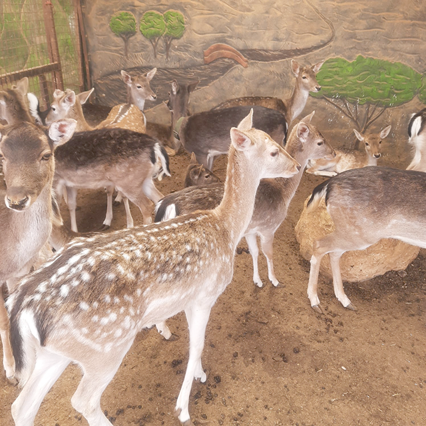 The Ministry of Agriculture recently floated a tender for the public to purchase deer, mainly for the purpose of domestication  (Photo courtesy of Imad Awadallah)