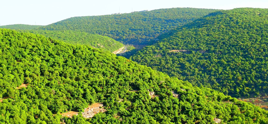 Ajloun mountains are known for their old forest trees (Photo courtesy of Omar Shwitter)