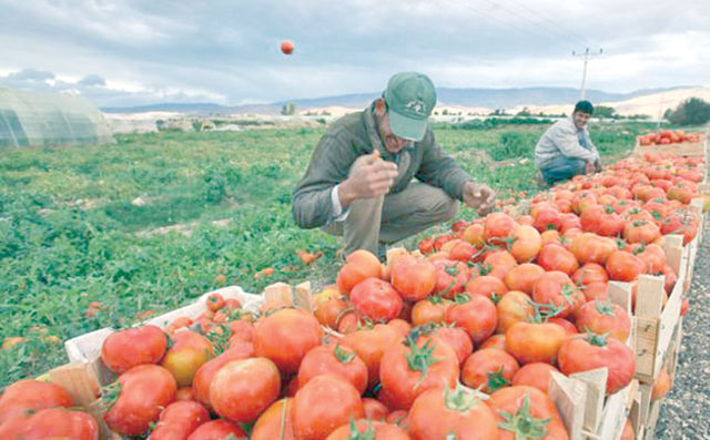 President of the Jordan Exporters and Producers Association for Fruit and Vegetables Saadi Abu Hammad said on Thursday that produce exports to Iraq dropped by 40 per cent compared with the same period last year (JT file photo)