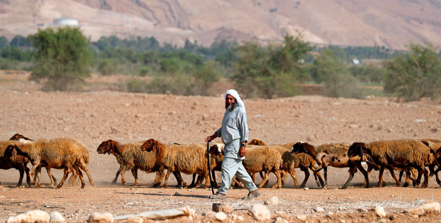 A Palestinian shepherd walks with his herd of sheep in the Jordan Valley in the Israeli-occupied West Bank on Wednesday (AFP photo)