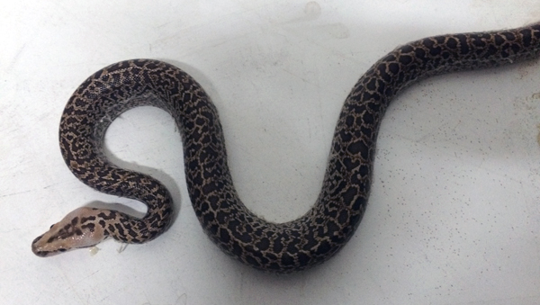A python that was confiscated by the authorities on Monday (Photo courtesy of RSCN)