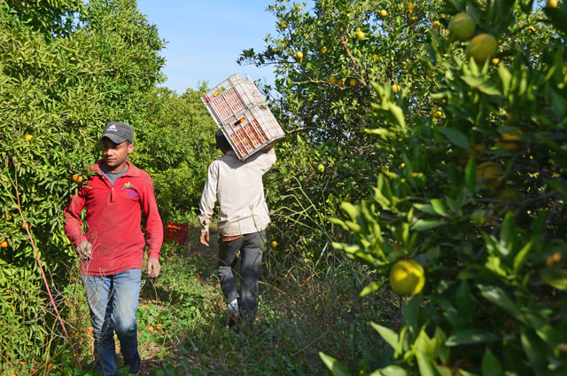 The Jordan Valley Farmers Union has warned against increasing the work permit fees for agricultural guest labourers from JD120 to JD500 (Photo by Muath Freij)