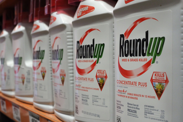 Bottles of Monsanto's Roundup are seen for sale June 19, 2018 at a retail store in Glendale, California (AFP file photo)