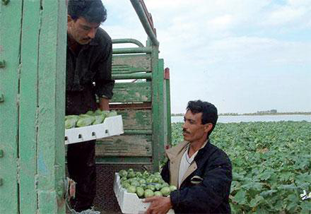 Jordan’s fresh fruit and vegetable exports increased 24 per cent in the first half of the year, according to the Agriculture Ministry (File photo)