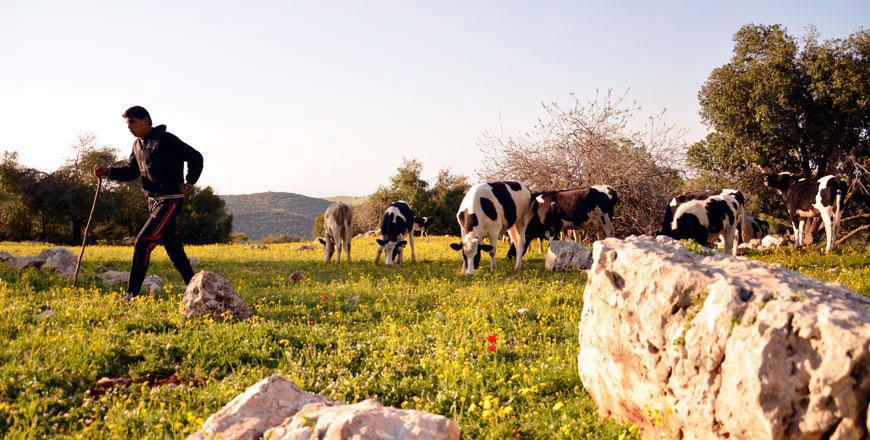 Jordan has roughly 556 farms with 90,000 cows, according to Al Dhuleil Dairy Cattle Association (File photo)