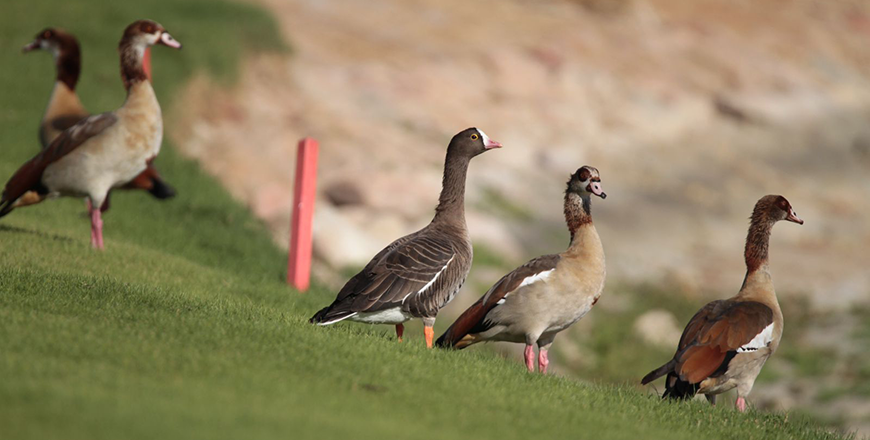 Ayla Oasis in Aqaba emerges as a leading destination for birdwatching and biodiversity conservation, with a recent survey revealing the presence of 106 bird species recorded in the area in 2024 (File photo)