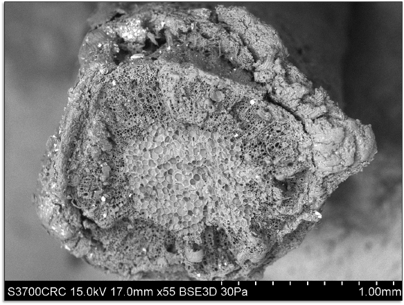 SEM image of a shoot from an olive three (Photo courtesy of C. R. Cartwright)