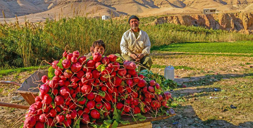 Minister of Agriculture Khalid Huneifat says on Sundaythe Kingdom's national agricultural exports have increased to JD0.5 billion by the end of May (Petra photo)