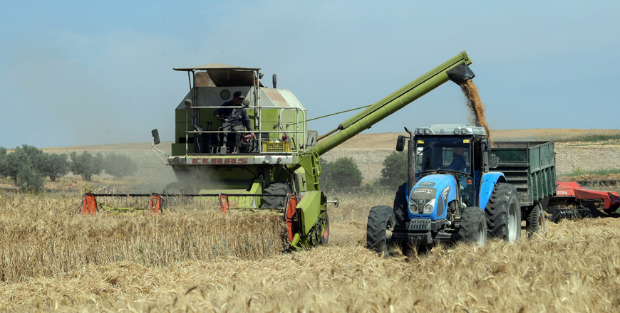 Tunisian farmers harvest wheat, on June 12, in the agricultural region of Jedaida, some 30 kilometres northwest of the  capital Tunis (AFP photo)
