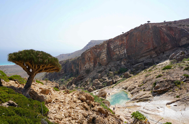 A Dragon's Blood Tree grows on a hillside at Homhil in the northeast of the Yemeni island of Socotra, a species found only on the Indian Ocean archipelago, on April 12 (AFP photo)