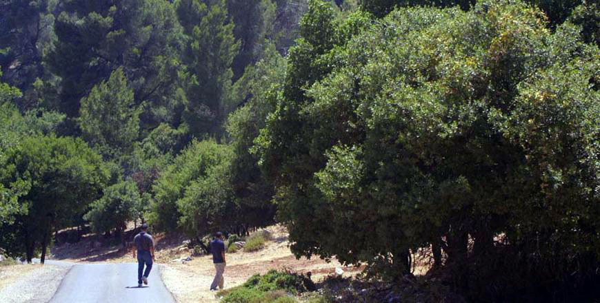 In this undated photo, the Dibbeen Forest Reserve in Jerash Governorate, 48km north of Amman, can be seen (File photo)