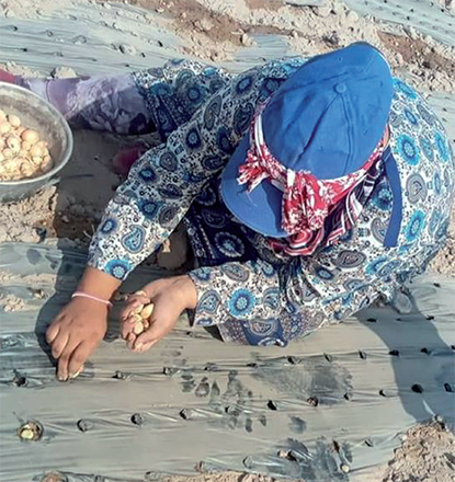 In this recent photo a woman is seen working at a Jordan Valley farm (Photo courtesy of Nabeela Al Hashoush)