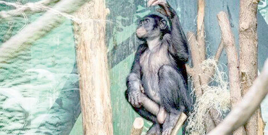 A Bonobo at animal park Planckendael in Muizen, near Mechelen, Belgium (AFP photo)