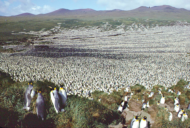 This handout photo taken in 1982 and released on Tuesday by the French National Centre for Scientific Research (CNRS - Centre national de la recherche scientifique) shows a 2-million-strong king penguin colony on Ile aux Cochon, part of France’s Iles Crozet archipelago, situated roughly half way between the southern tip of Africa and Antarctica (AFP photo)