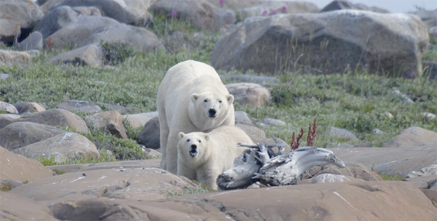 A female polar bear and her cub looking for something to eat at Hudson Bay (AFP photo)