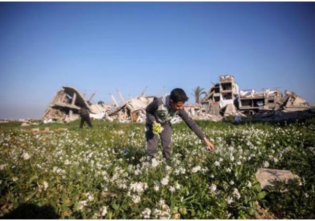 A Palestinian boy picks flowers close to the rubble of destroyed buildings in the Bureij camp for Palestinian refugees in the central Gaza Strip on March 11, 2025 (AFP photo)