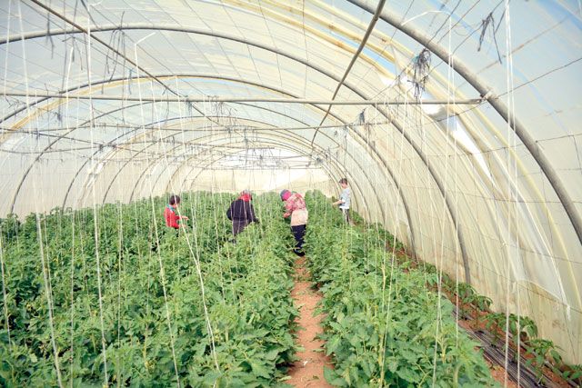 The Agricultural Credit Corporation targets projects that contribute to increasing the amount of agricultural produce, boosting competitiveness of farmers and focusing on schemes that can generate jobs for both genders, according to its director general (Photo by Amjad Ghsoun)