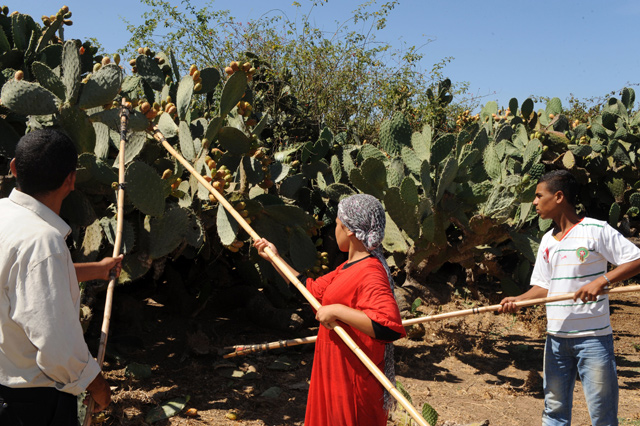 This file photo taken on August 6, 2011, farmers harvest barbary figs in the Moroccan region of Skhour Rhamna region near Marrakech (AFP photo)