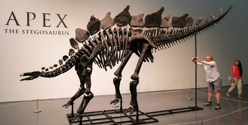 The skeleton, nicknamed Apex, is estimated to be 150 million years old and is the largest stegosaurus ever found, according to the auction house (AFP photo)
