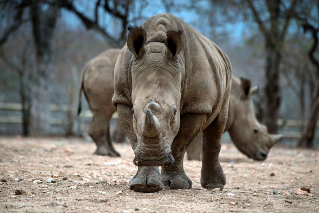 There are fewer than 25,000 rhinos left in the wild in Africa due to a surge in poaching (AFP photo)