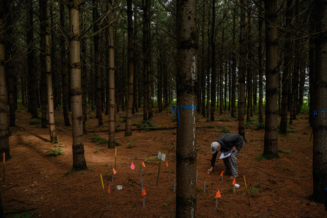 Canadian forest service research scientist David Par stands before a forest measuring apparatus and lysimeter at an experimental plot near Quebec City, on August 27 (AFP photo)