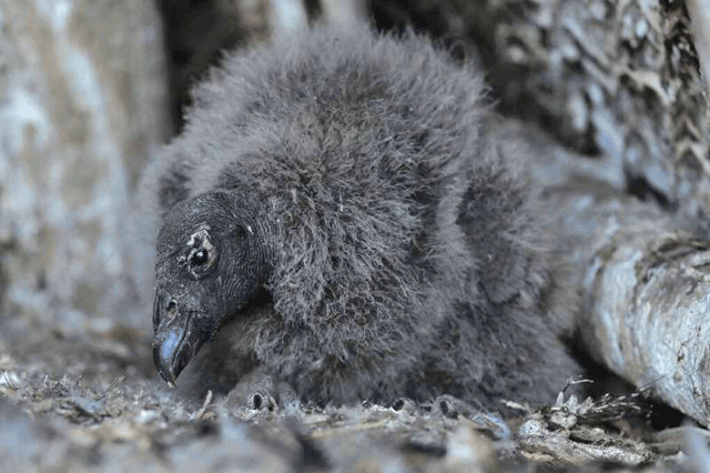 Condor chick Mailen was born in captivity at Chile’s Rehabilitation Centre for Birds of Prey (AFP photo)