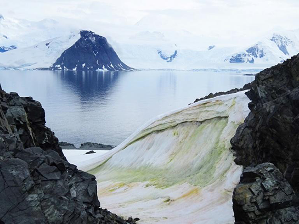 Although often considered devoid of plant life, Antarctica is home to several types of algae (AFP photo)
