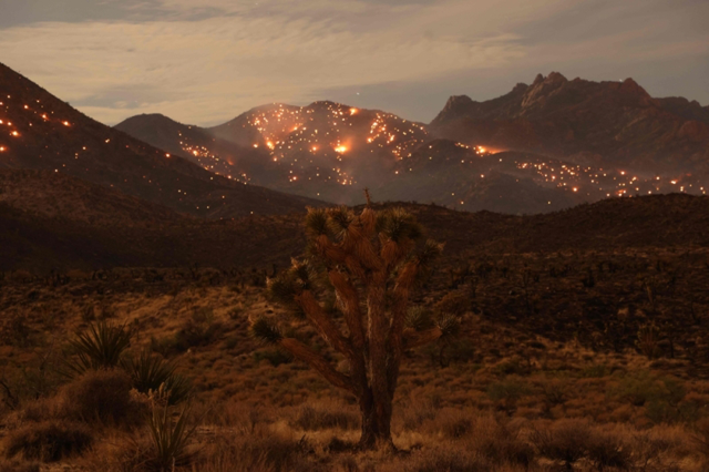 A Joshua Tree is seen as the York fire burns in the distance in the Mojave National Preserve on July 30, 2023 (AFP photo)