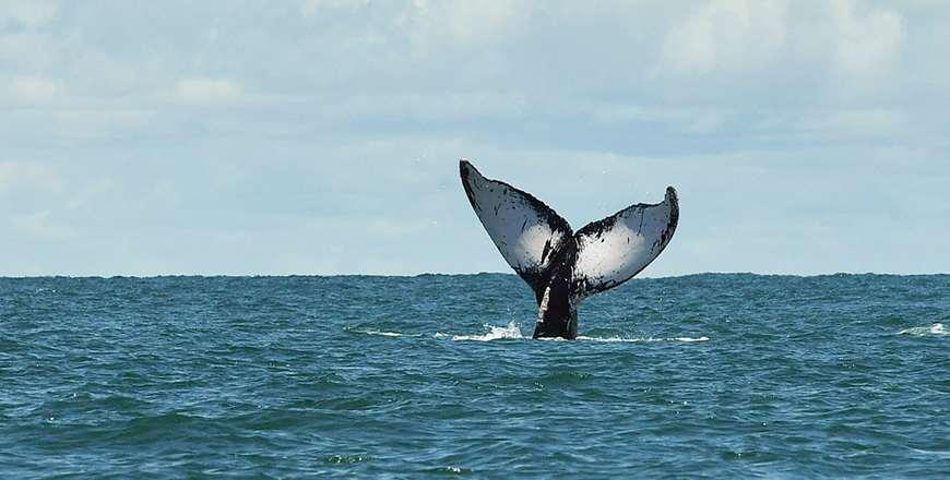 A humpback whale swims in the Pacific Ocean off the coast of Colombia in September 2022  (AFP photo)
