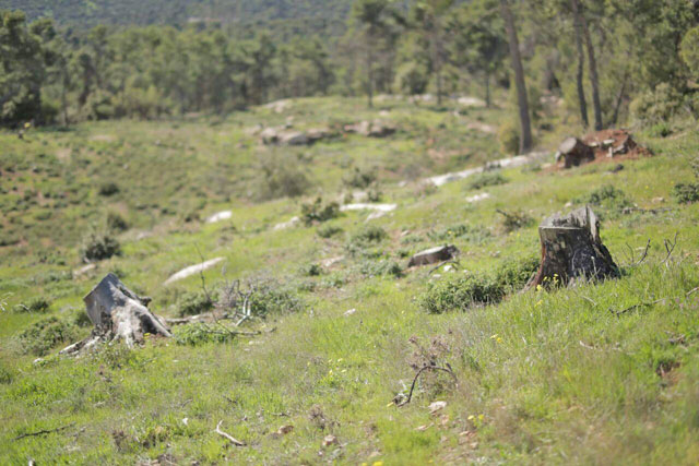 A plot of Dibbeen forest that suffered illegal logging and wildfires over the past decade (Dibeen Association for Environmental Development)