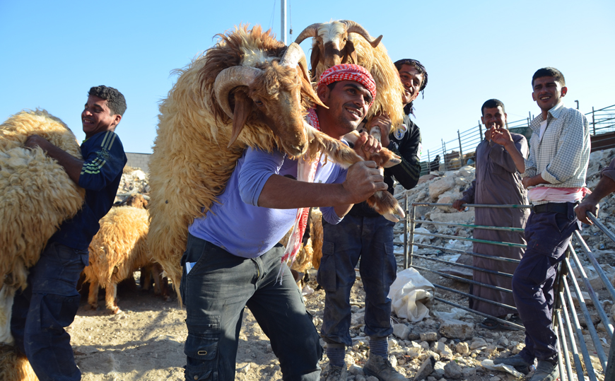 In this file photo taken last year, people carry sheep they bought to sacrifice during Eid Al Adha (Photo by Muath Freij)
