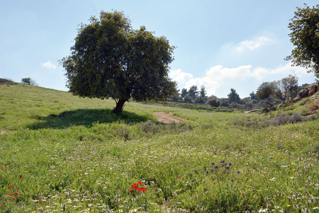   The Ministry of Environment and the Ministry of Agriculture will implement a national afforestation project over the next 10 years, planting 10 million forest trees around the Kingdom (Photo by Amjad Ghsoun)