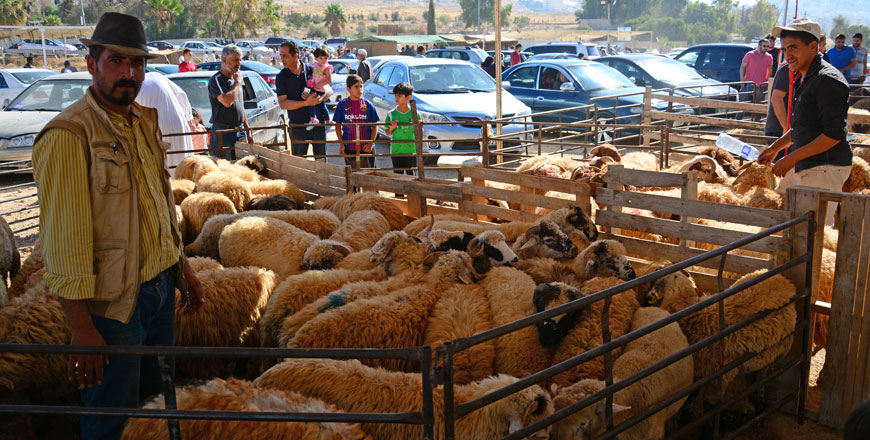 Veterinarians were present at the designated slaughtering sites to monitor the sacrificing process (Photo by Amjad Ghsoun)