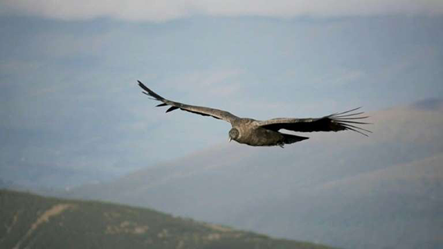 On a cliff in Ecuador, a pair of Andean condors breed more successfully than usual -- one young per year -- and astonish conservationists, who have been spying on them for seven years already, as these wild lovers boost hopes the endangered species can be saved (AFP photo)