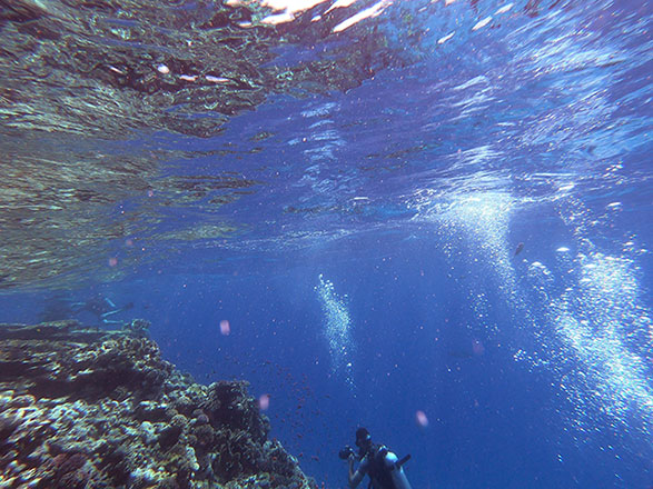 Scuba divers dive in the Red Sea waters by a coral reef near Egypt's resort city of Sharm El Sheikh at the southern tip of the Sinai Peninsula on September 29 (AFP photo)