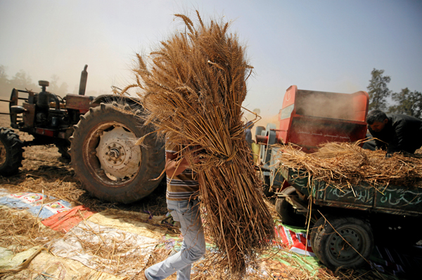 A farmer carries freshly harvested wheat in a field in Qaha, El Kalubia Governorate, northeast of Cairo, Egypt, May 5 (Reuters file photo)