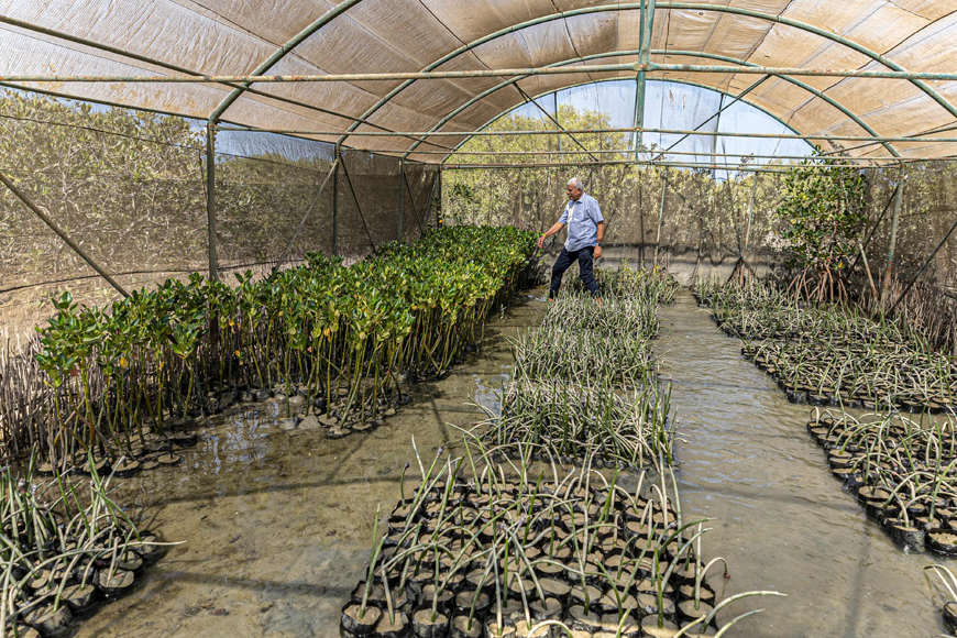 Sayed Khalifa, the head of Egypt’s Syndicate of Agriculture and who is leading a state-sponsored mangrove reforestation project, gives a tour of a mangrove seedling nursery at the site in the Hamata area south of Marsa Alam along Egypt’s southern Red Sea coast on September 16 (AFP photo)