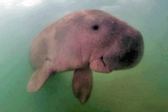 This photo taken on May 23, 2019, shows Mariam the dugong as she swims in the waters around Libong Island, Trang province in southern Thailand (AFP photo)