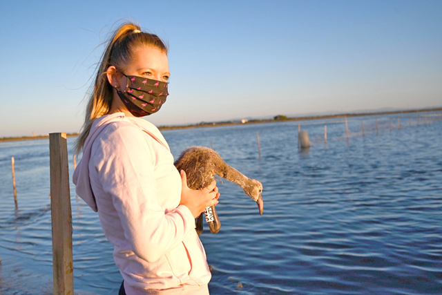 A volunteer holds a flamingo chick in Aigues-Mortes, near Montpellier, southern France, on Wednesday (AFP photo)
