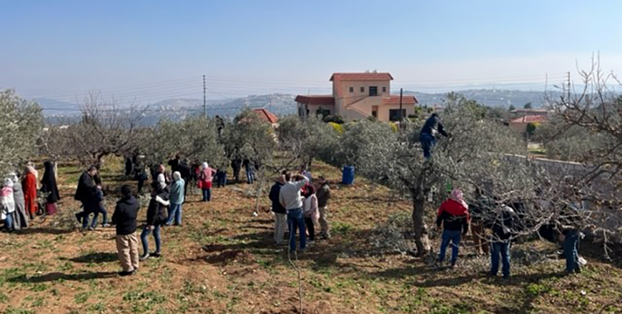 Participants during a training session for olive growers, industry workers and government technicians on good pruning and irrigation techniques (Photo courtesy of FAO)