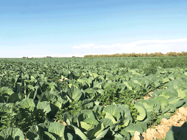 A view of a farm near the Dead Sea area in this recent photo (Photo by Rajive Cherian)
