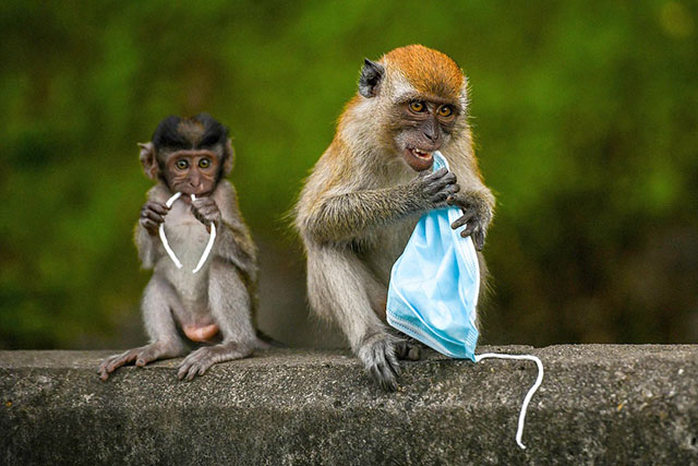 Macaque monkeys attempt to eat parts of a face mask in Genting Sempah in Malaysia's Pahang state October 30, 2020 (AFP photo)