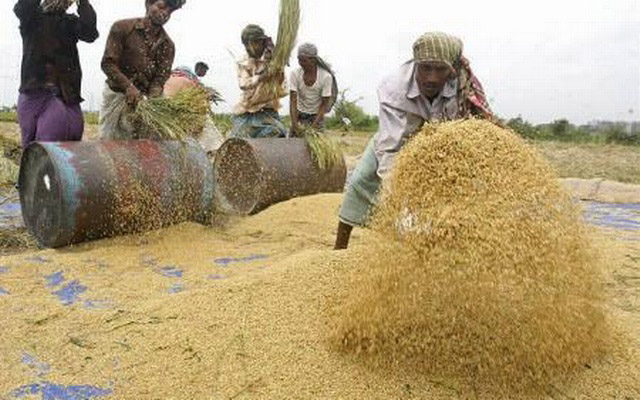 Farmers husk harvested rice crop at Zalkuri, 15km of Dhaka, on April 17, 2008  (Reuters file photo)