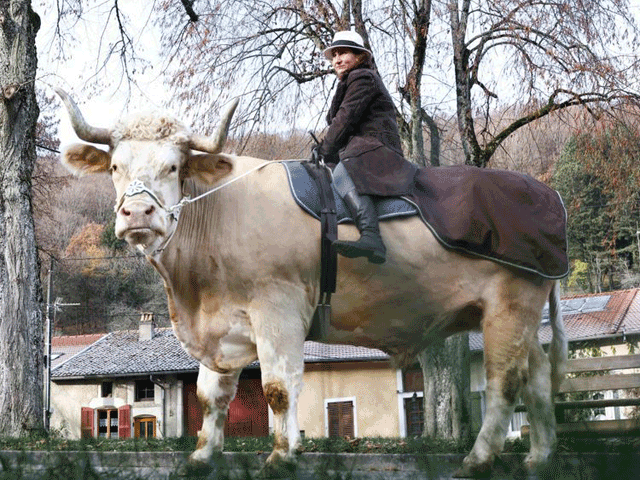In this photograph taken on December 13, French horse trainer Sabine Rouas rides her bull ‘Aston’ in Vieville-Sous-les-Cotes, north-eastern France (AFP photo)